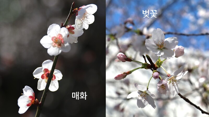 벚꽃과 매화의 차이(출처: pann.nate.com)