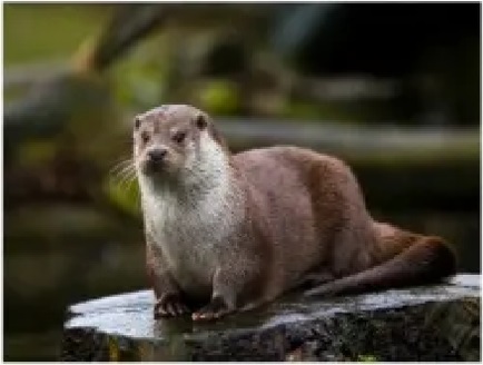 수달의 사진